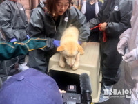 개고기 판매 논란 부산 구포가축시장 상인회 공식 사과