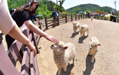 태백시, 가축통계조사 실시