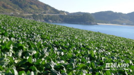 달달한 보물섬 남해시금치, 지금부터 제철
