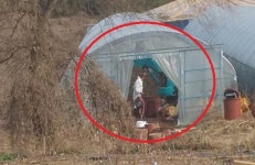 [단독] 군산 돼지사체 불법매립, 공무원-농장 유착의혹 정황포착