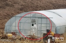 [속보] 군산시, 돼지사체 불법 매립 농장 전수조사...폐사 원인규명도