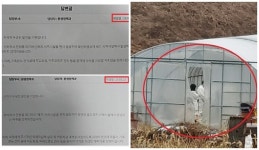 [단독] 군산시, 돼지사체 불법매립 농장 민원에 농간행정 되풀이