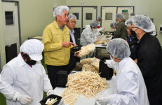 정선군, 코로나19 극복 정선 더덕 판로 확보 주력