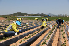 해남군, 영농기 일손부족 서울시에서 인력수급