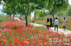 밀양시 ‘초동연가길’ …양귀비 꽃 만발