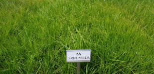 농진청, 그린마스터 2호 활용 간척지 초지 조성 성공