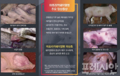 전북도, 아프리카돼지열병 차단방역 강화 당부