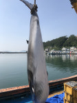 거제 외포 해상 정치망에 밍크고래 잡혀