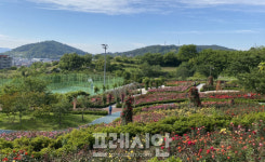 영광군 장미꽃 만개한 체육공원 방문하는 것 자제해 달라