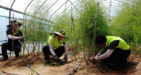 농협중앙회 강원검사국 농촌일손돕기 구슬땀