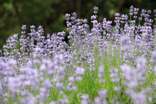 정읍허브원 라벤더 관광농원에 라벤더 30만 주 활짝