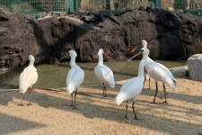 구사일생 멸종 위기 저어새 5마리, 원서식지에 방사