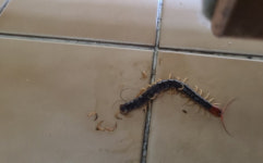 정읍아산병원 화장실서 독성 왕지네 소동...30대 여성 물려