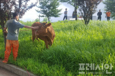 합천서 밀양까지 폭우에 80km  떠내려간 한우 … 사흘만에 찾았다