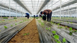 군산꼬꼬마양배추 기능성물질 MMSC 추출기술 개발 순조