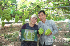 천혜의 자연환경에서 ‘샤인 머스켓’ 포도 출하된다
