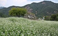 마을자치로 소멸위기 극복…십승지 ‘구병마을’이 새롭게 태어나고 있다
