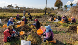 국가농업유산 완주 봉동토종생강 2000kg 수확