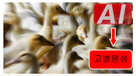 정읍 오리농장서 조류인플루엔자(AI) 고병원성 확진...가금농장 올 첫 감염