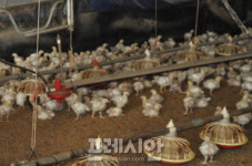 영광군 고병원성 AI 관내 유입을 차단하라…24시간 철야 비상 방역