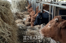 전남 영광군 축산진흥·가축방역 올인