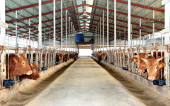 동물복지 향상이 곧 명품 축산물로...정읍시, 동물복지 축산농장 인증 확대