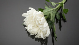 [부고] 성지호(JTV전주방송 상무) 씨 빙부상