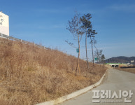 서산, 649호 지방도 가로수 엉망 논란