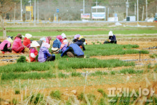 [포토 ]파릇파릇 쪽파밭 수놓은 아낙네 의 ‘봄’