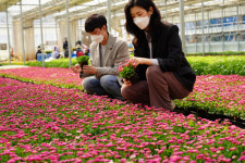 해남군, 봄꽃 12만 본 분양
