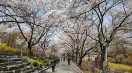 ‘벚꽃길’  출·퇴근길과 드라이브로 코로나19 극복하자