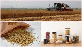 국내 최초 재배성공 정읍 명품 귀리, 공영홈쇼핑서 판매 큐