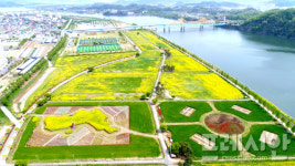 [포토]노란색 물결, 창녕 남지 유채꽃 단지