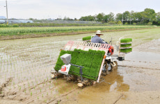 담양군, 대전면 첫 모내기 실시