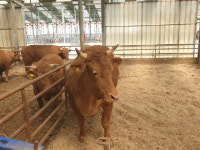 고성군, 체중 1.1톤 슈퍼한우 탄생