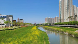 군산시 경포천에 노란 유채꽃이 활짝