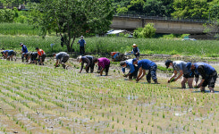‘밭과 논 반반’ 정선 와평마을 농촌 활력 찾는다