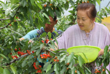 새콤달콤‘강진 체리’맛보세요