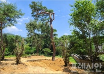 청도, 밀반출된 소나무 한그루 4일만에 제자리에