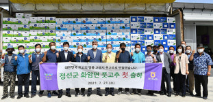 정선군, 화암면 고추작목반 풋고추 첫 출하