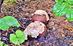 완주서 세계적 희귀종 댕구알버섯 발견...채소농장 보리수나무 밑에 2개나