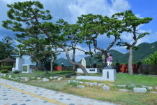 순창 해방소나무와 광복 76주년을...그 소나무에 해방의 기쁨이 고스란히