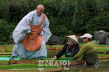 [포토] 강진 남미륵사 법흥 스님 연잎 위를 걷다