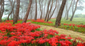 국내 최대규모 전북 부안 석불산 꽃무릇 군락지 구경하세요