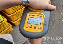 자치경찰단, 덜익은 극조생 감귤 선과 현장 적발