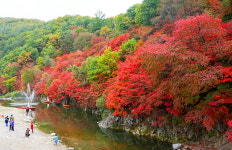 ‘만산홍엽’ 태백 철암단풍축제 전시 행사로 개최
