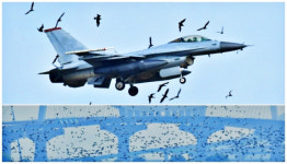 새만금 수라갯벌 상공서 새무리-전투기 충돌 주장... 공군 충돌흔적 없어