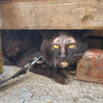 버려지는 동물로 돈벌이...세금도 부정하게 수급했다