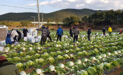 (주)동해식품 미찬 - 수원시 영통구 | 동해시 배추, 대만 수출길 열렸다