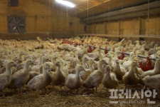 부안 육용오리농장서 고병원성 AI확진…전북서 3번째
